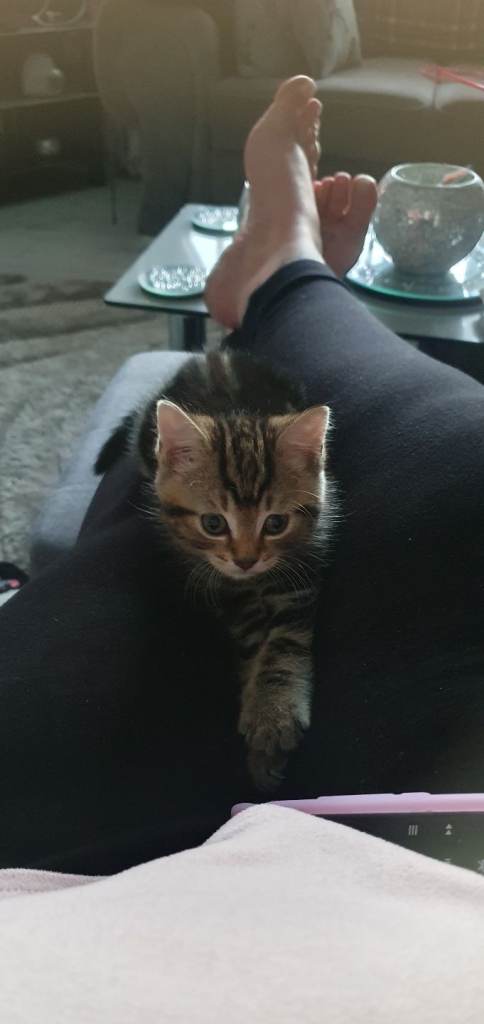 Kitten