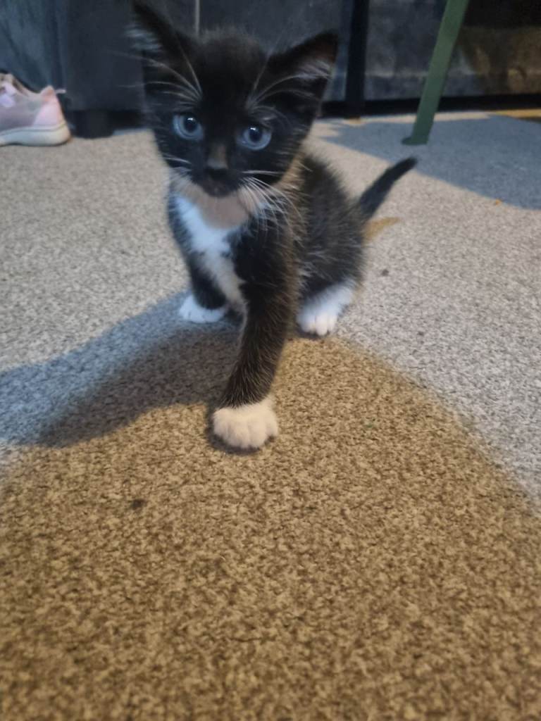 Kittens 
