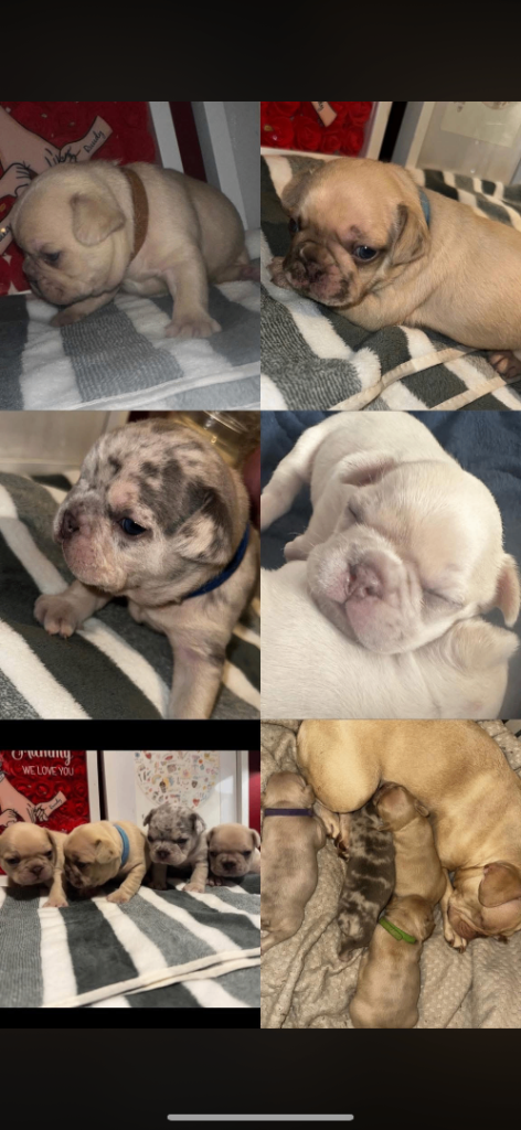 DWKC registered french bulldog puppies 