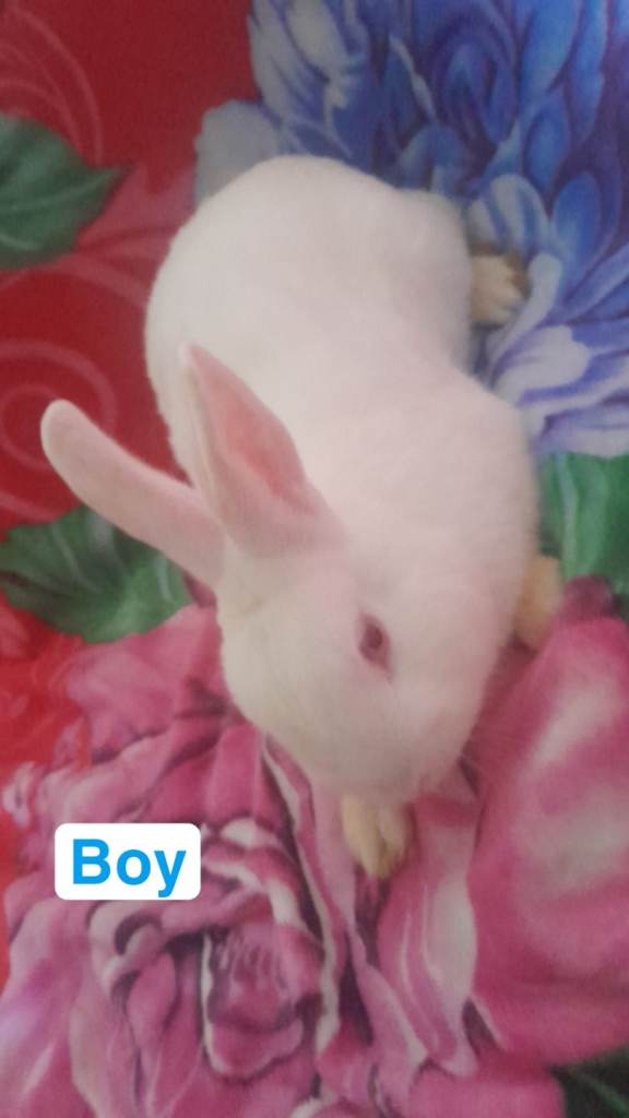 Male rabbit 