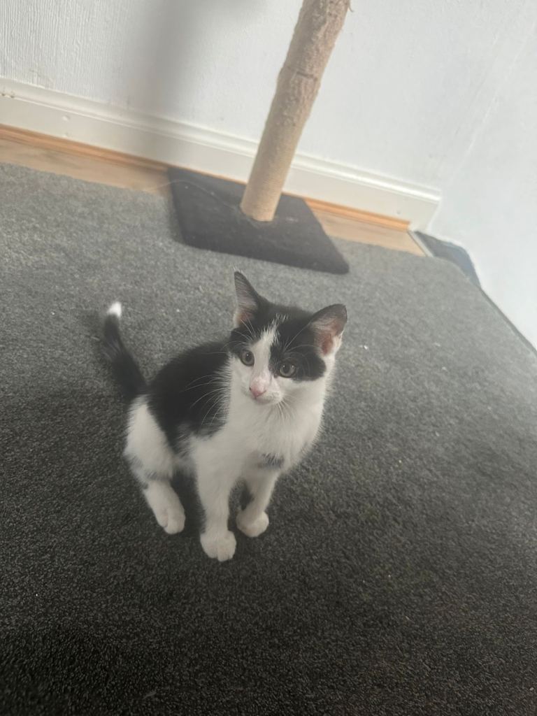 Kittens