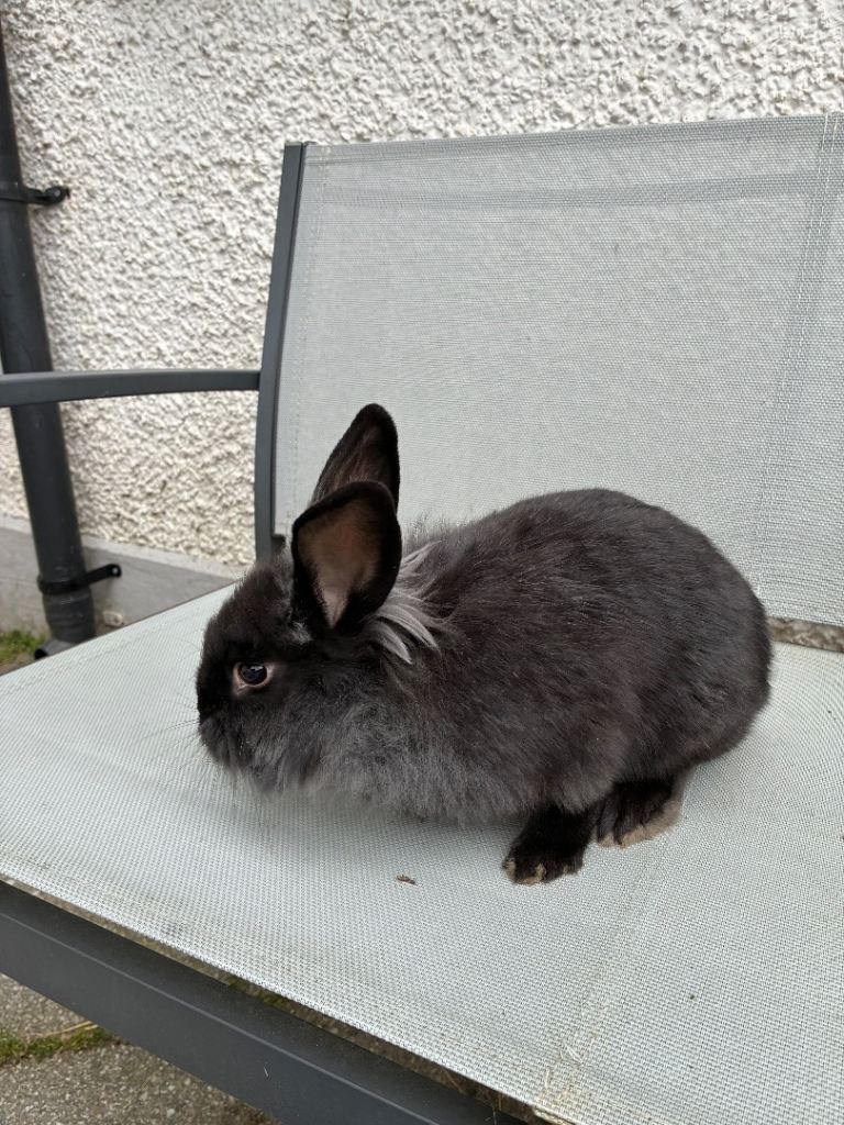 Beautiful rabbits for sale 