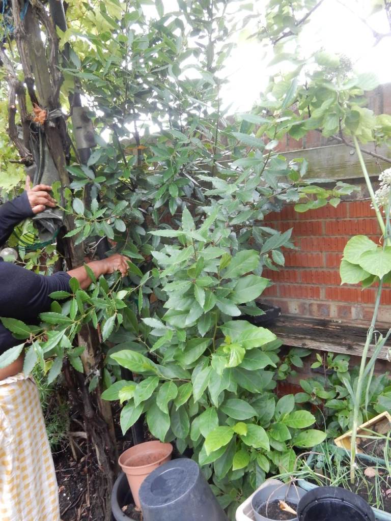 Healthy Bay tree / Bush - Established Plant