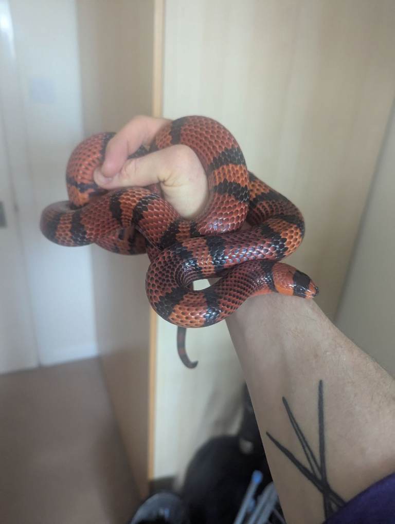 Hognose and Milk snake