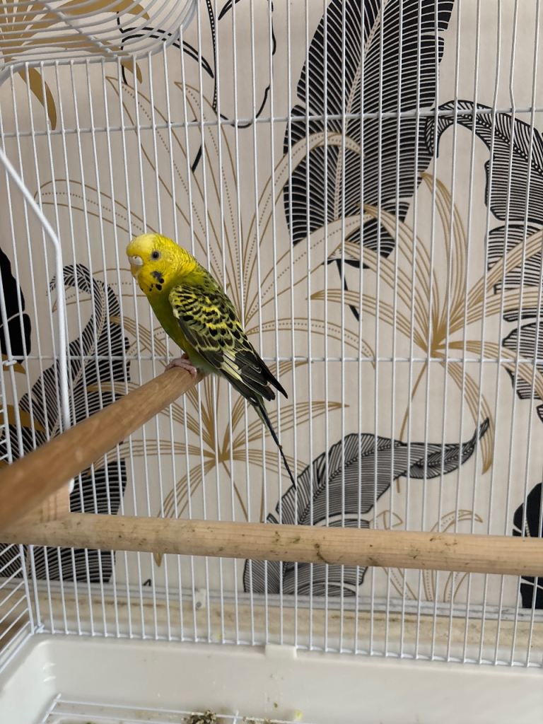 Budgie for sale 