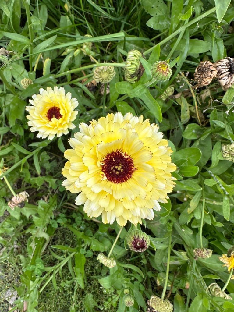 WANTED Family home to rent Wellow-Salisbury