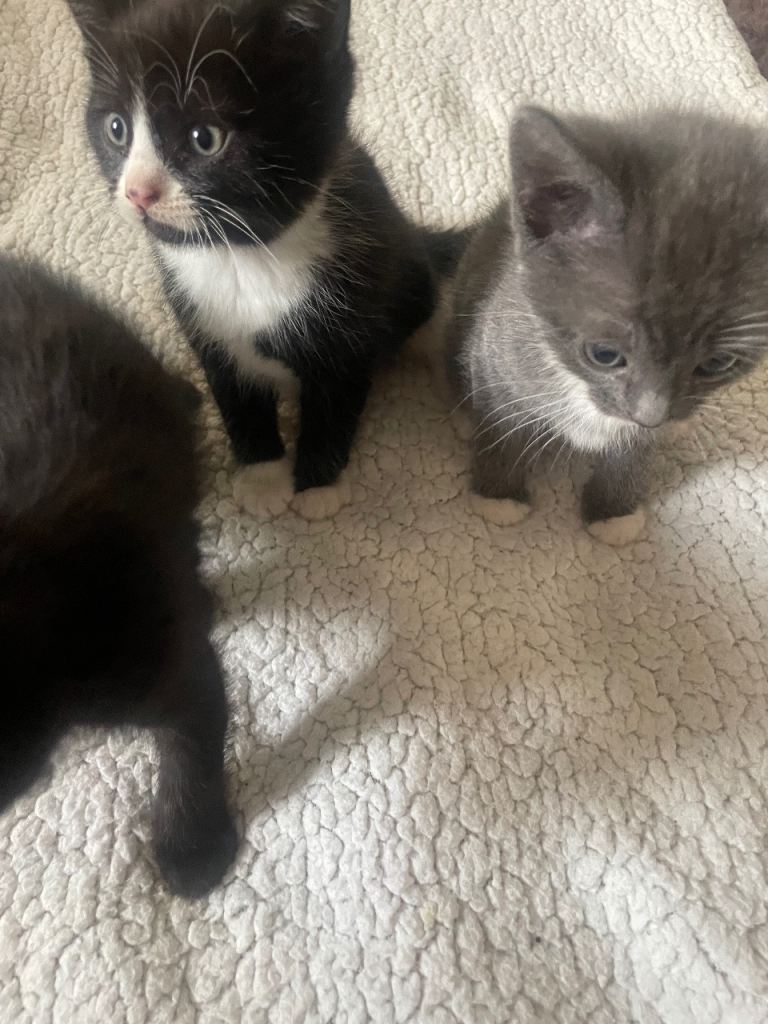 Kittens for sale 