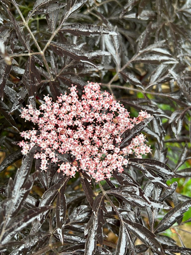 Black acer black lace shrub like foliage