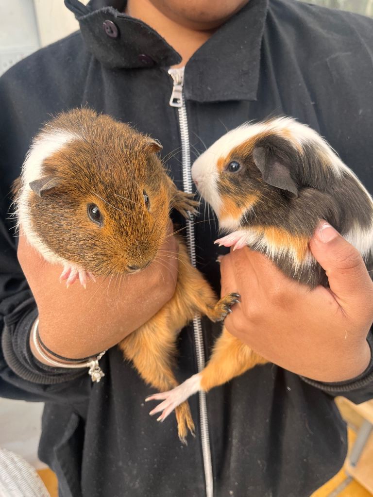 2 male guinea pigs needs rehoming ASAP
