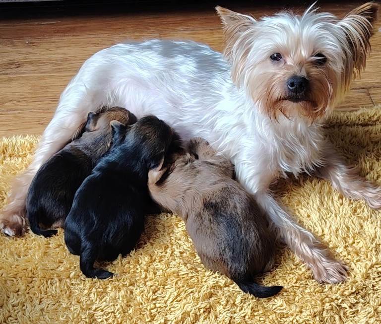 Beautiful Biewer Yorkies