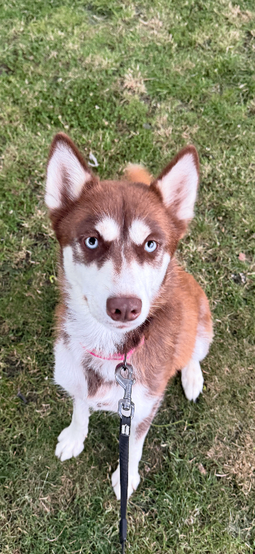 Husky 