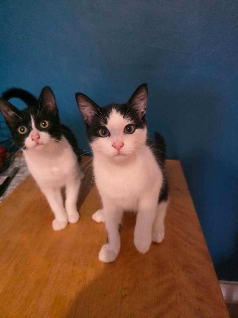 White&black kittens