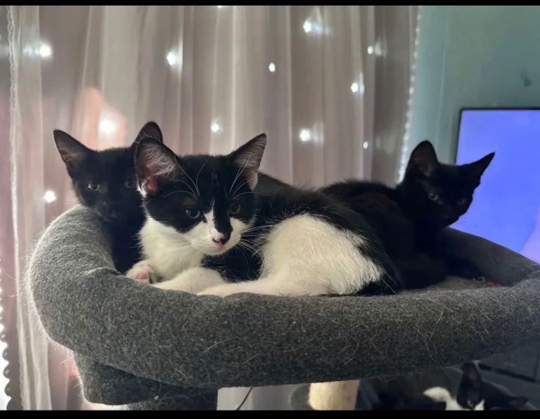 Kittens for sale -£80 