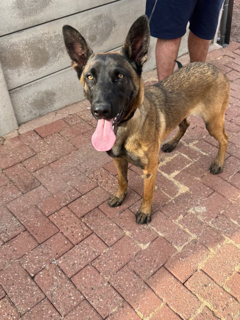 8 month old Belgian milinios