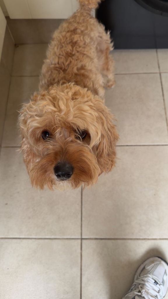 Cockapoo