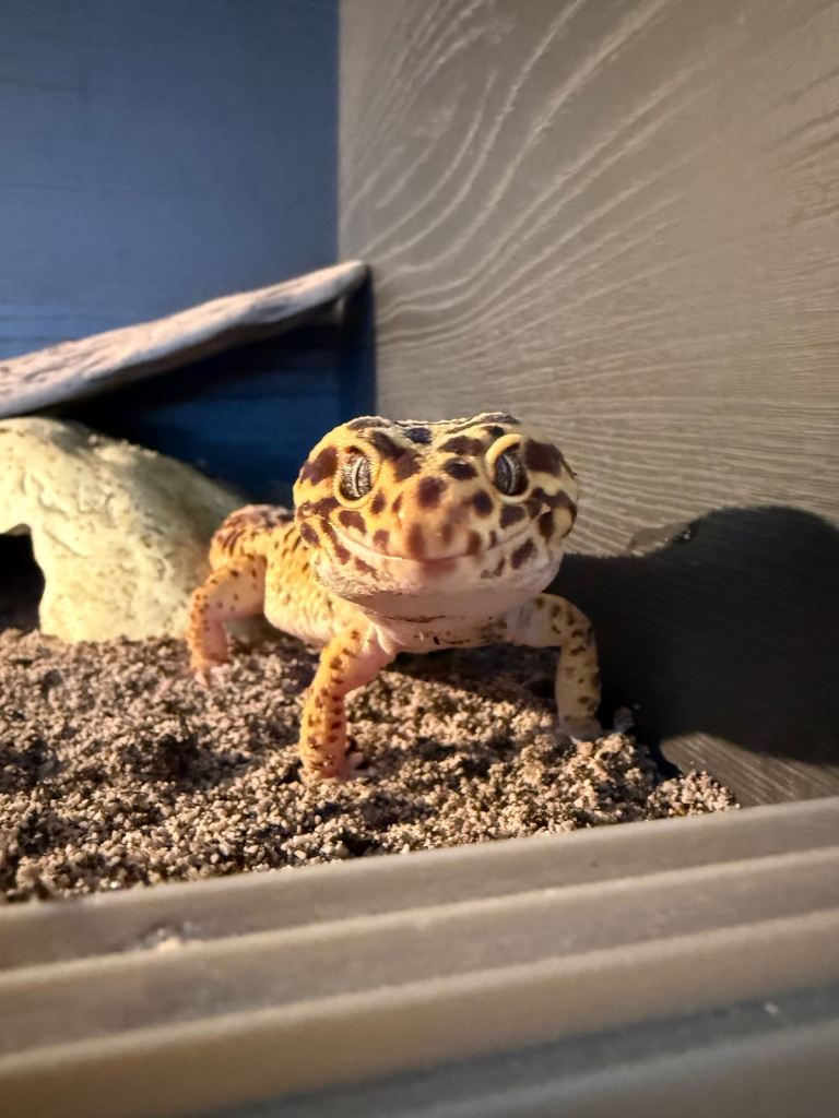 Crested and leopard geckos available 