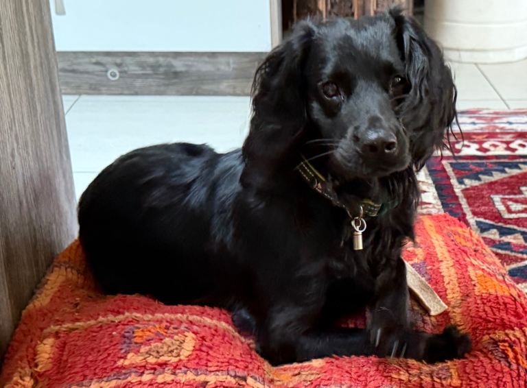  Cocker spaniel 14 months