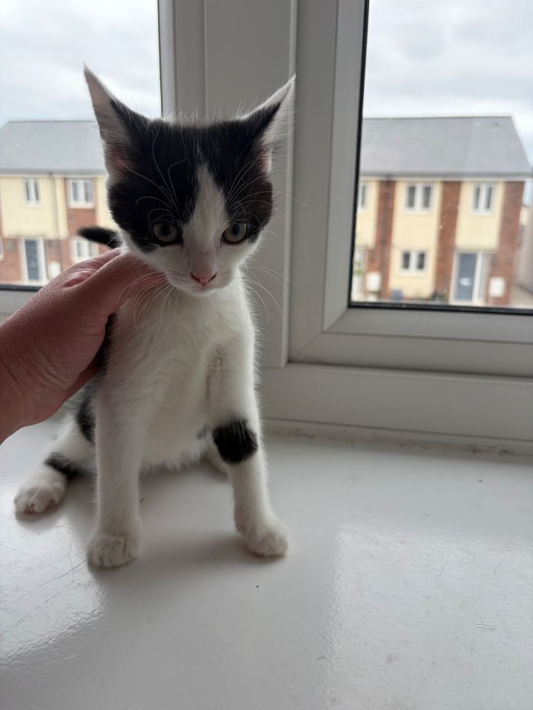 Black and white kittens 
