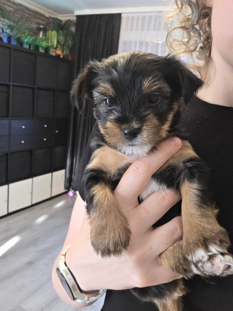 Yorkshire Terrier Mini Puppy