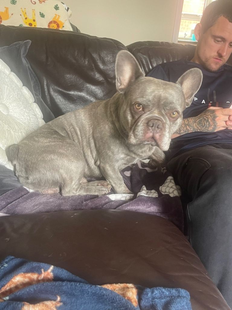 Male frenchie