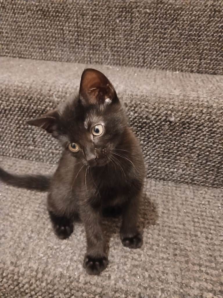 Kittens for sale
