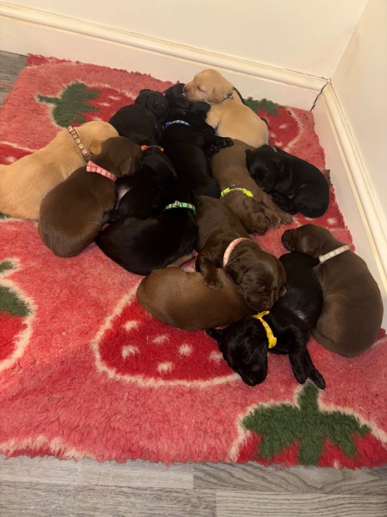 Chocolate/Yellow/Black kc Reg Labrador Retrievers