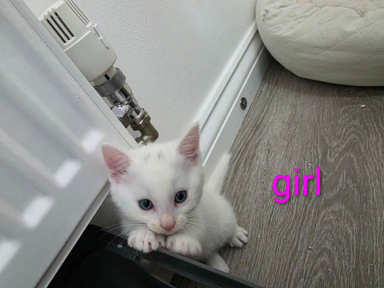 Half turkish van kittens 