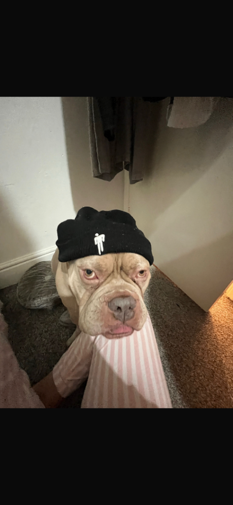 Pocket bully not XL bully Kenzo age 5 