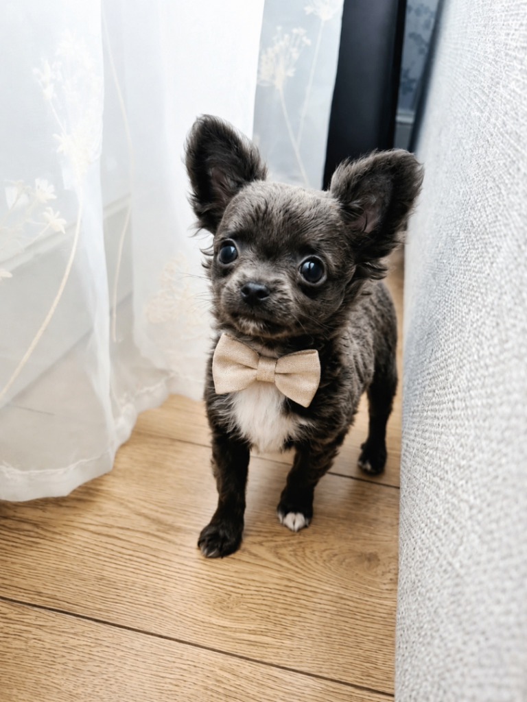 Chihuahua KC Reg Parents
