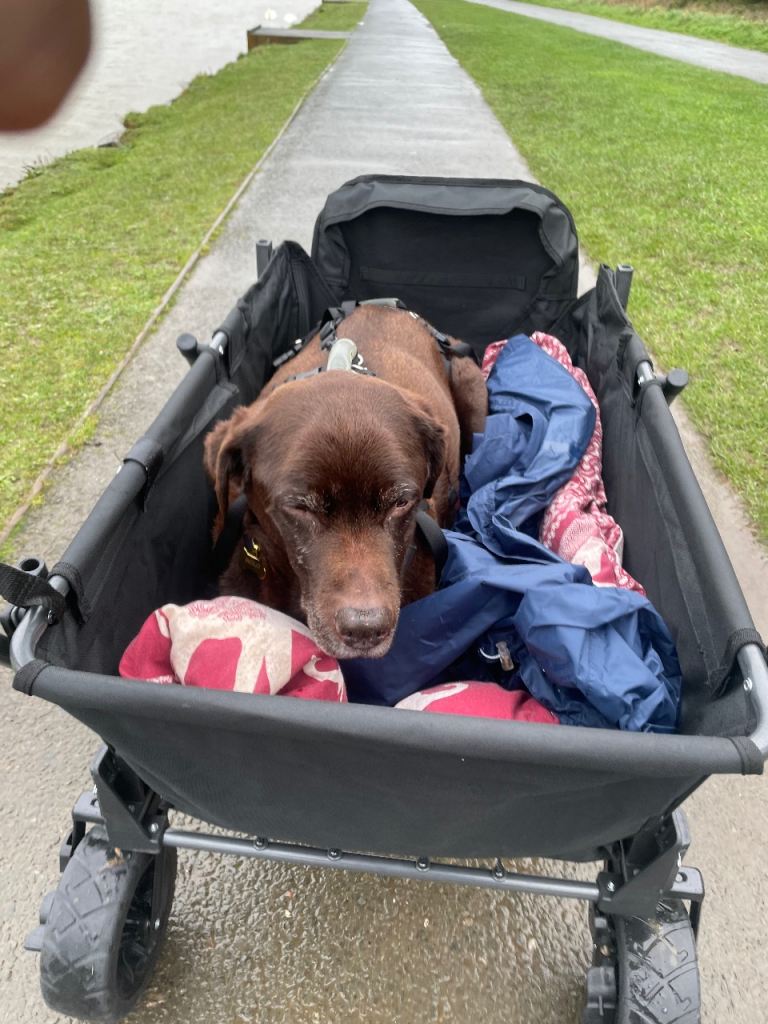 Folding dog cart with ramp 