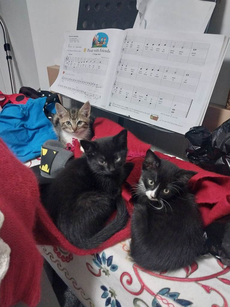 Kittens 