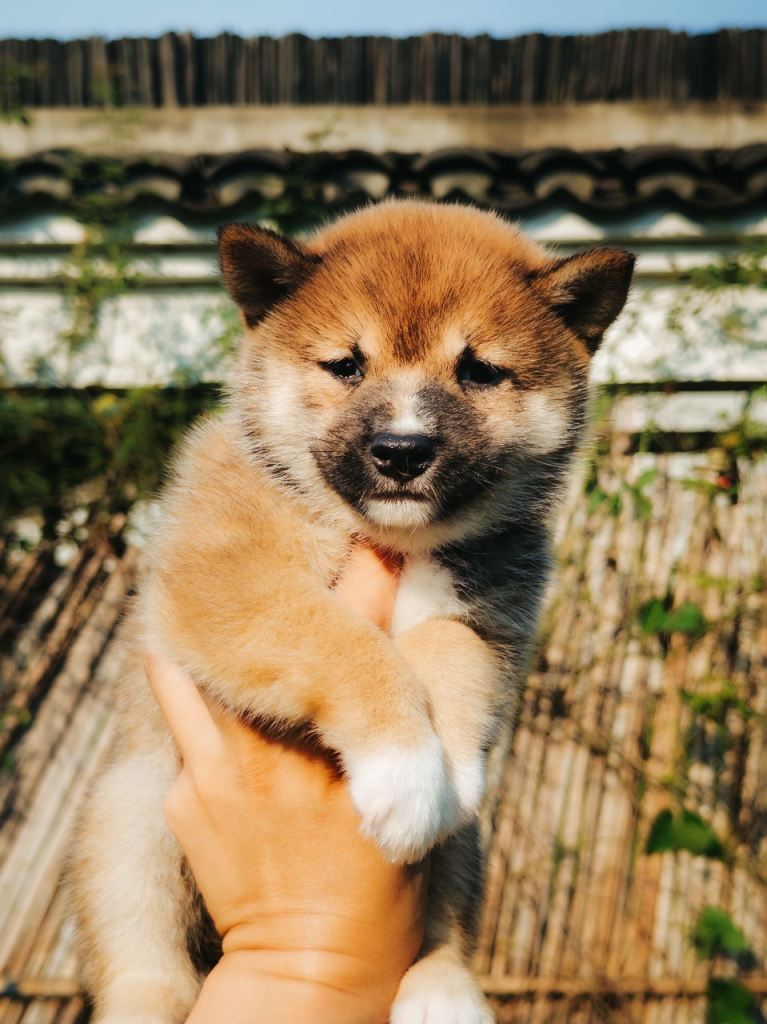 Male Mame Shiba Inu puppy