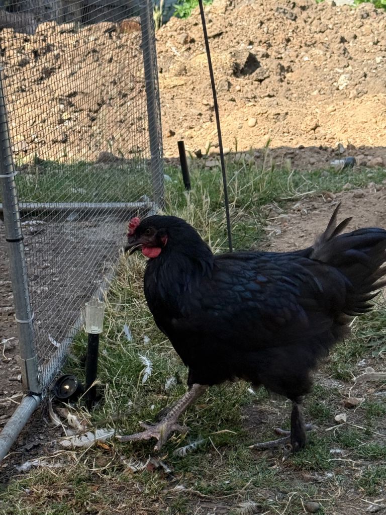 Roosters 