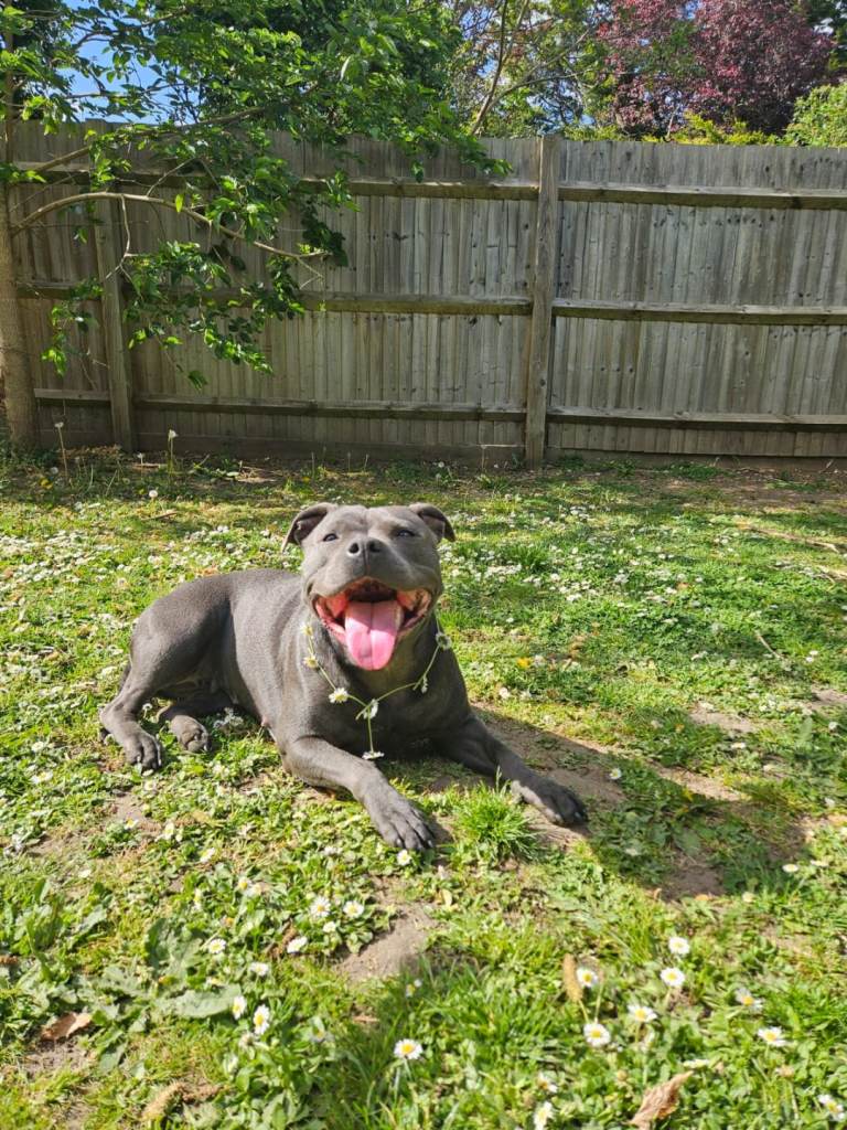 KC staffordshire bull terrier X KC irish terrier puppies 