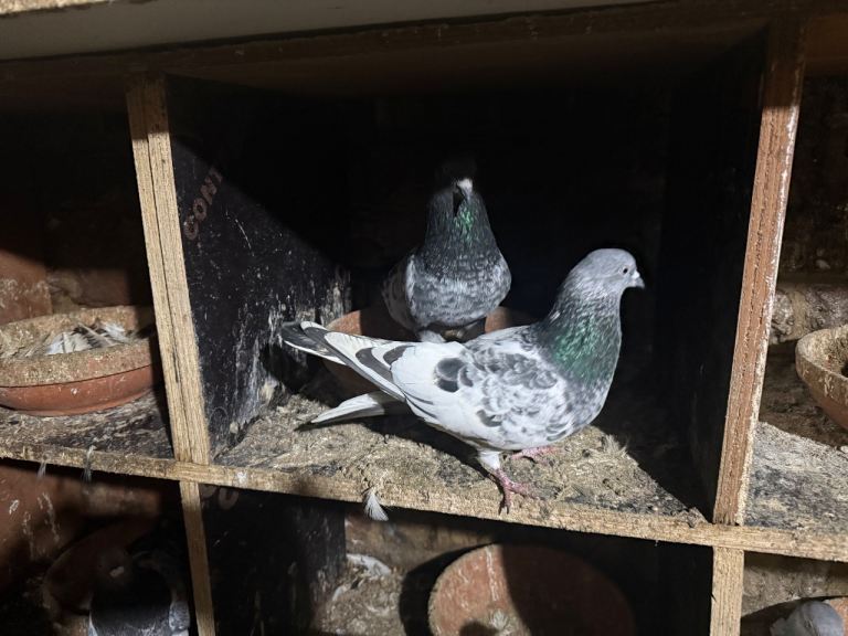 Pakistani high flyers for sale 