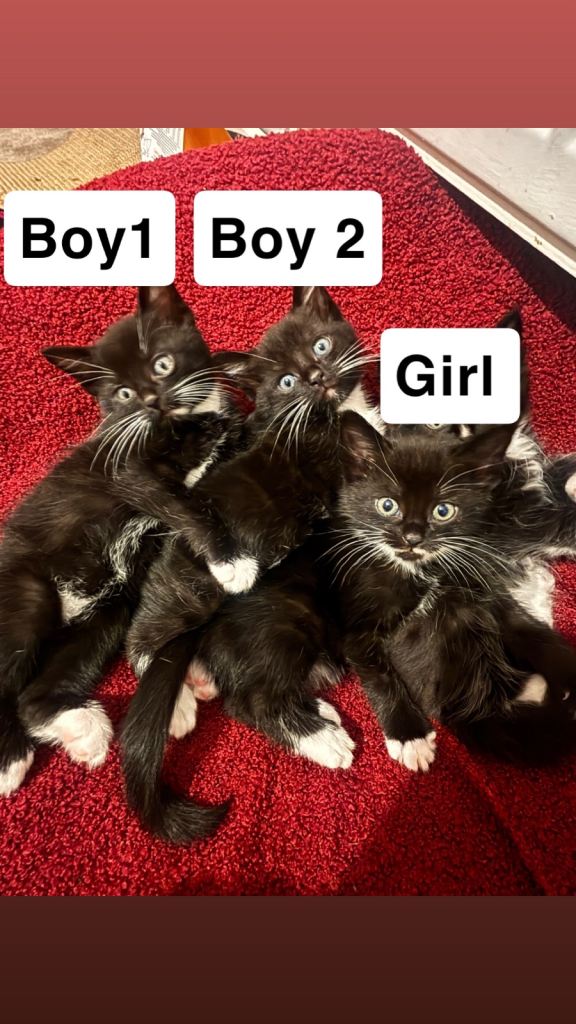 x3 kittens left - Tuxedo Ragdoll kittens 