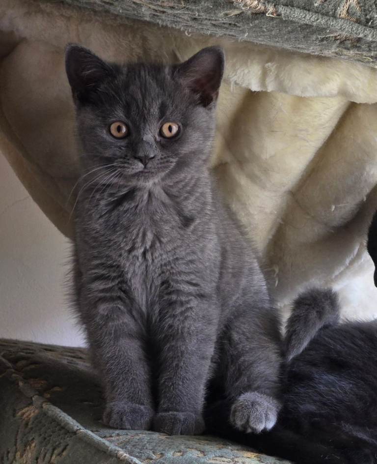 British shorthair kittens 