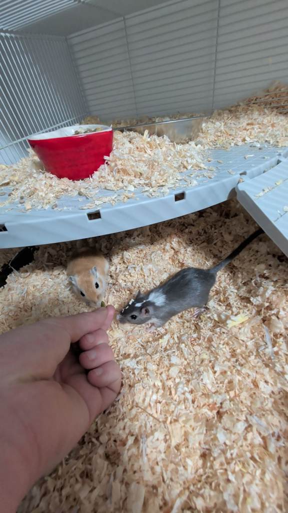 2 gerbils
