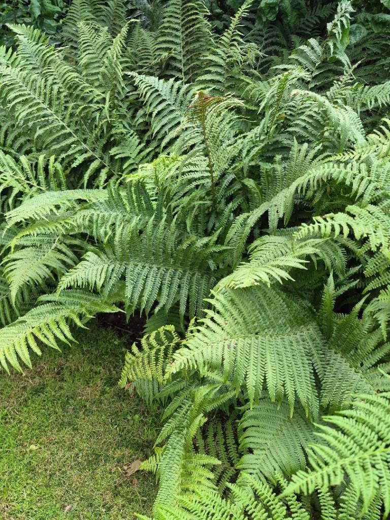 Healthy Fern Plants  – Good Condition