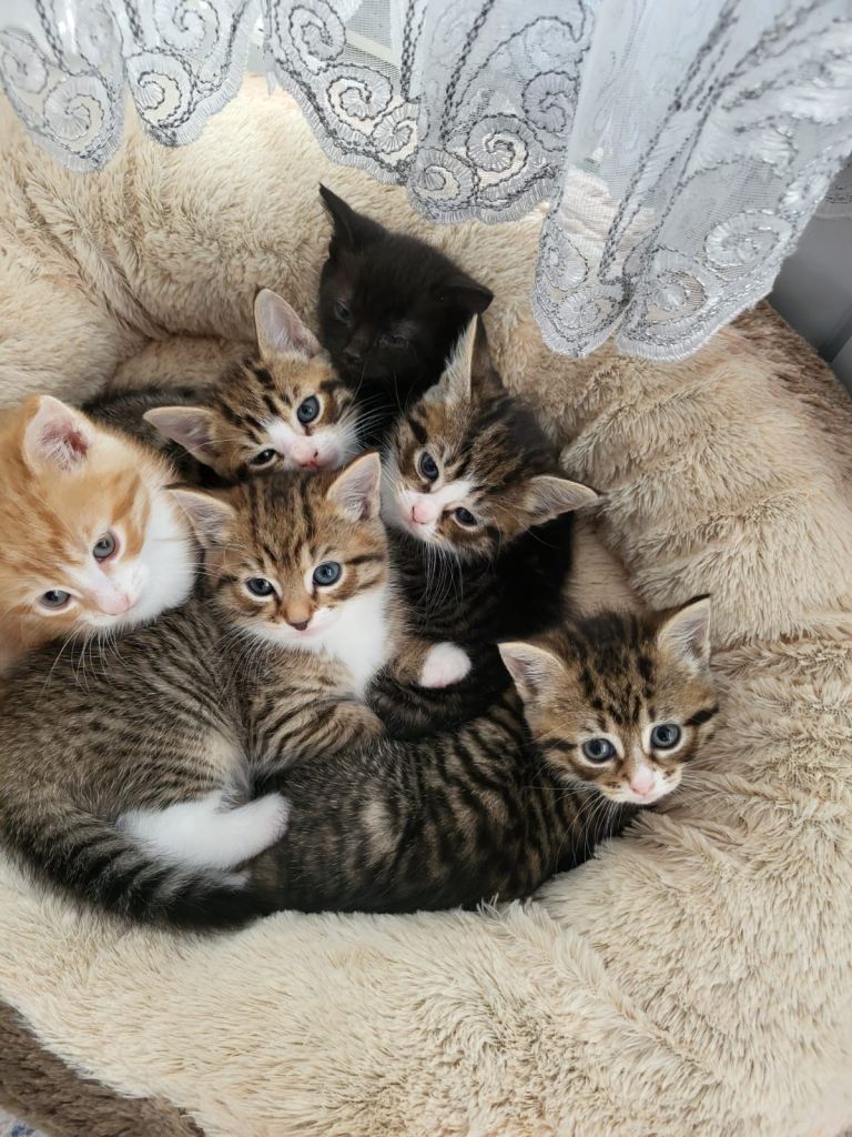 Cats for sell