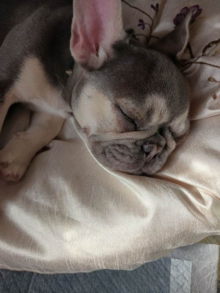 Beautiful kc registered female