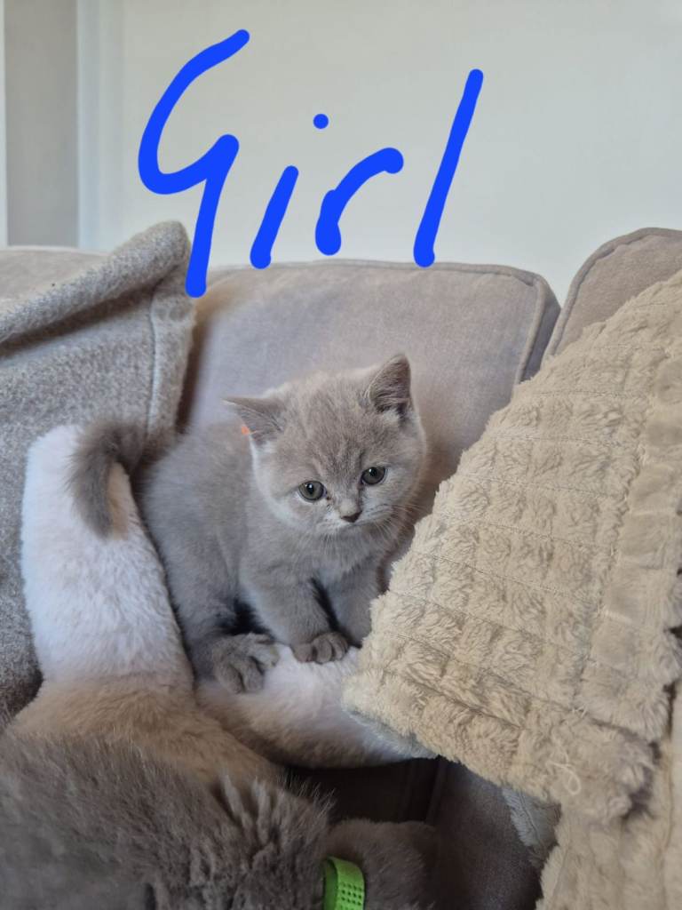 Kitten british short hair 