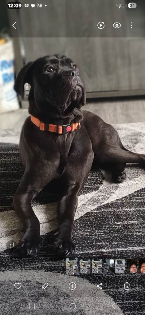 Cane corso