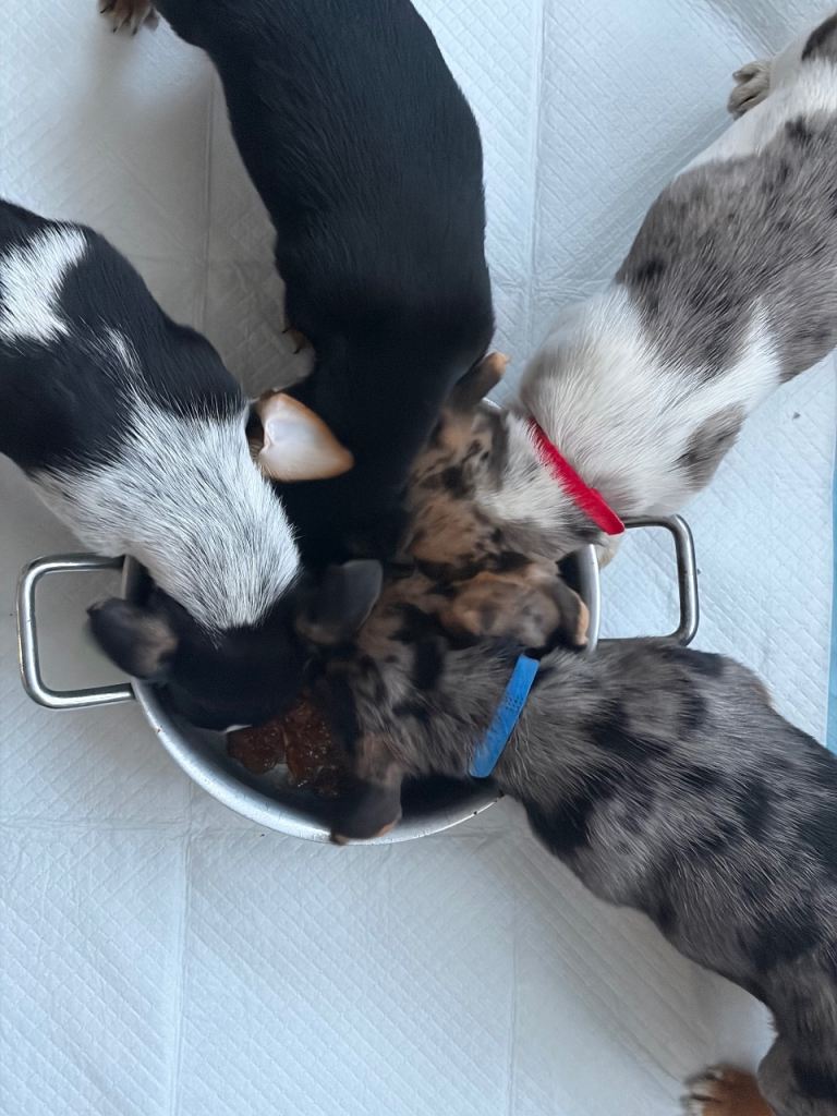  Jack Russell puppies ready to leave