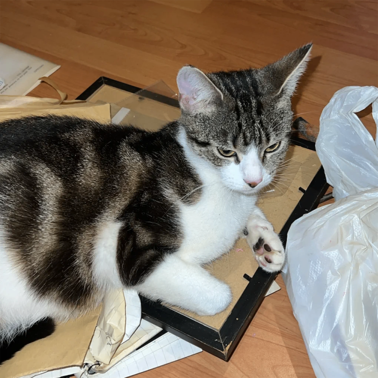 CAT - 2 years old 
