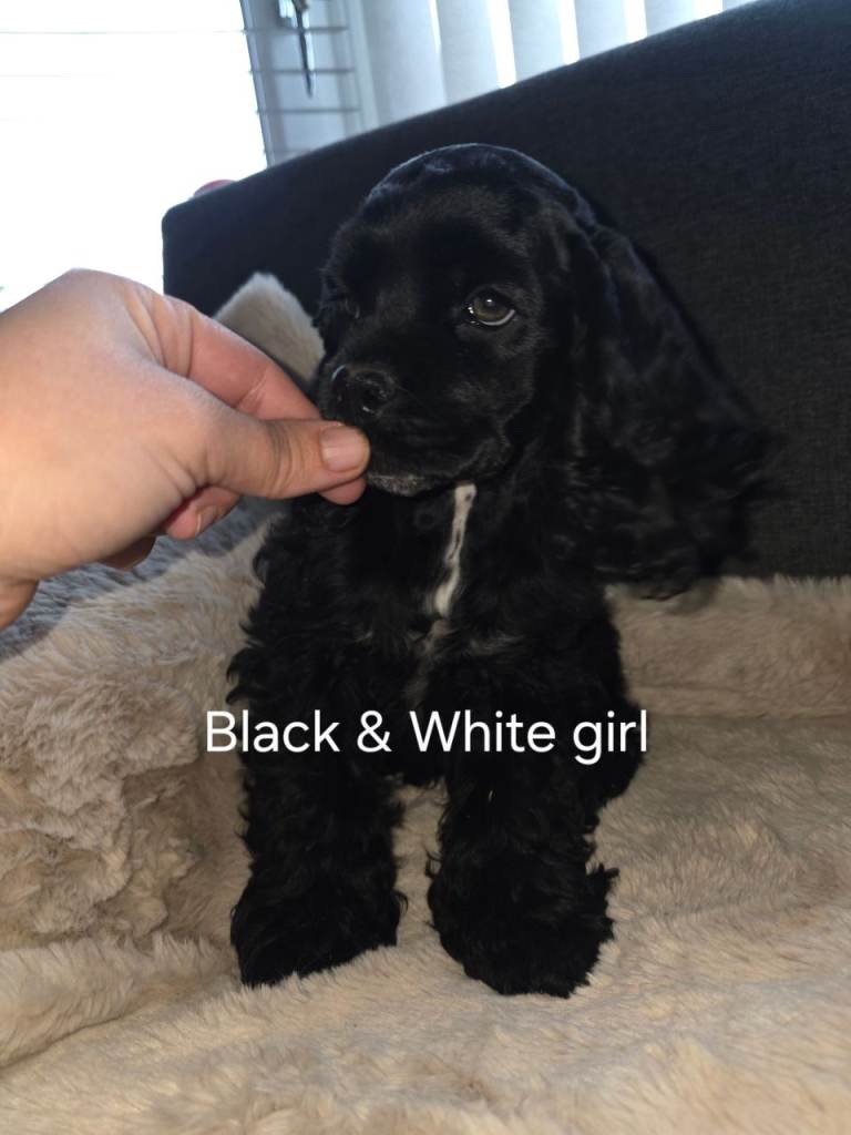 REDUCED!!!Beautiful KC registered American cocker spaniel puppies 
