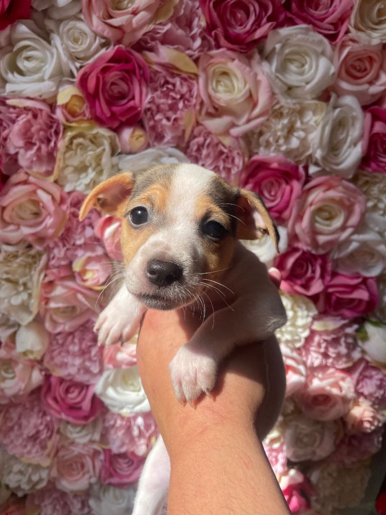 Jack Russell puppys