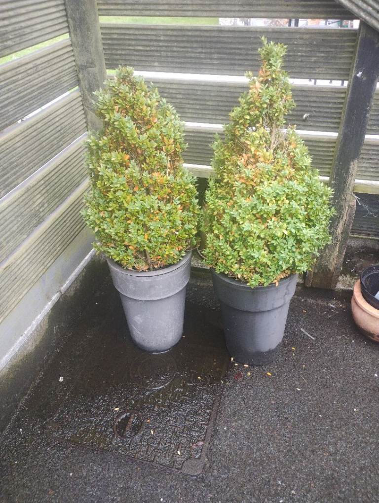 HOLDING UNTIL SATURDAY AFTERNOON. Free Buxus plants in pots. 
