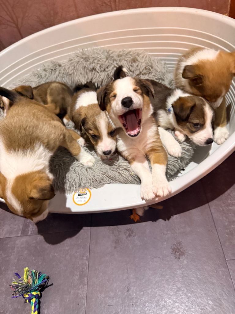 Border collie x Welsh collie