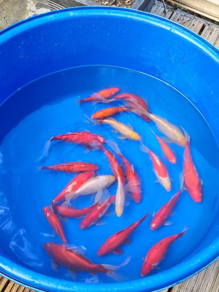 Goldfish for sale 4-10" .plus koi carp fish and equipment for sale